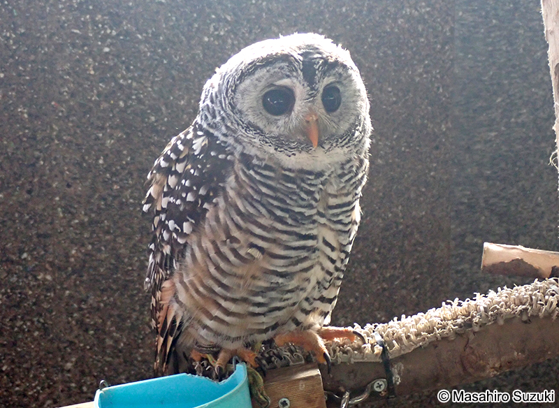 アカアシモリフクロウ Strix chacoensis
