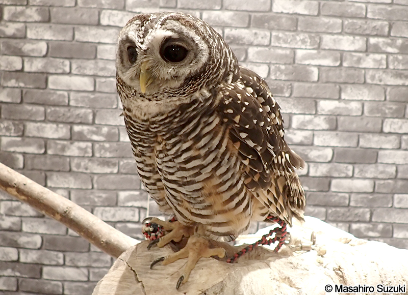 アカアシモリフクロウ Strix chacoensis