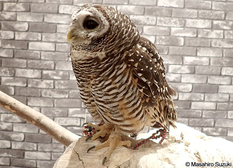 アカアシモリフクロウ Strix chacoensis