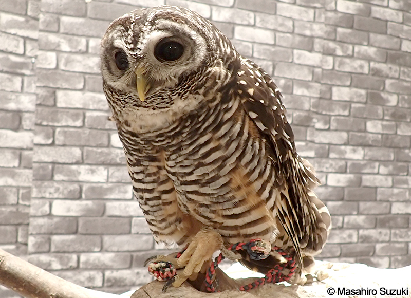 アカアシモリフクロウ Strix chacoensis