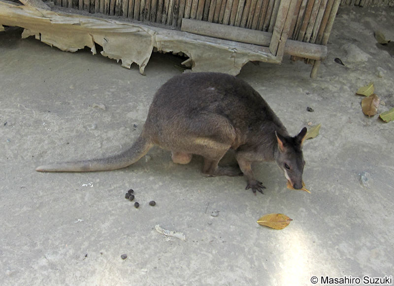 アカアシヤブワラビー Thylogale stigmatica