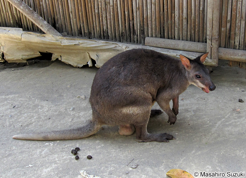 アカアシヤブワラビー Thylogale stigmatica