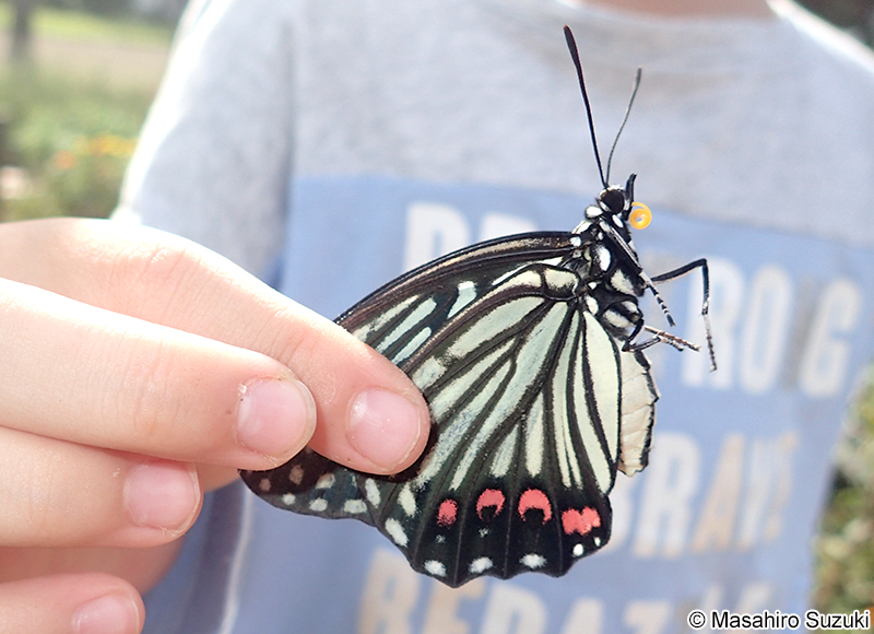 アカボシゴマダラ Hestina assimilis