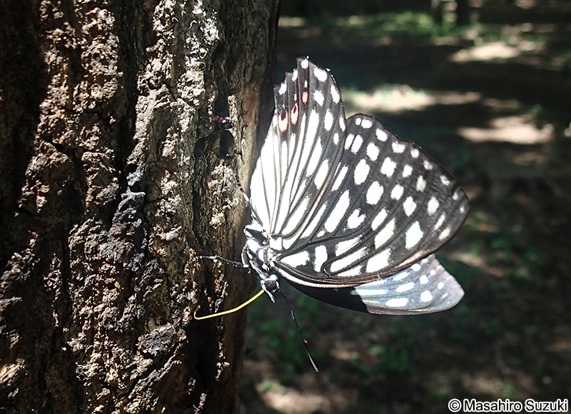 アカボシゴマダラ Hestina assimilis