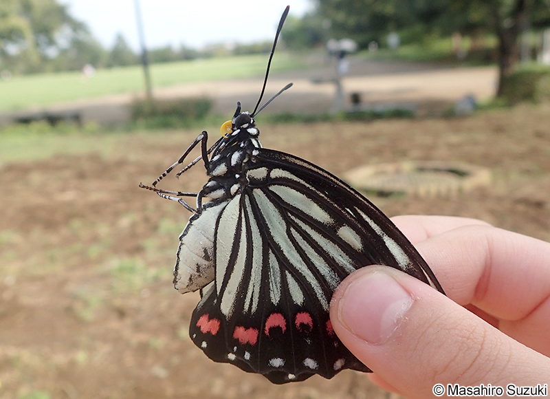 アカボシゴマダラ Hestina assimilis