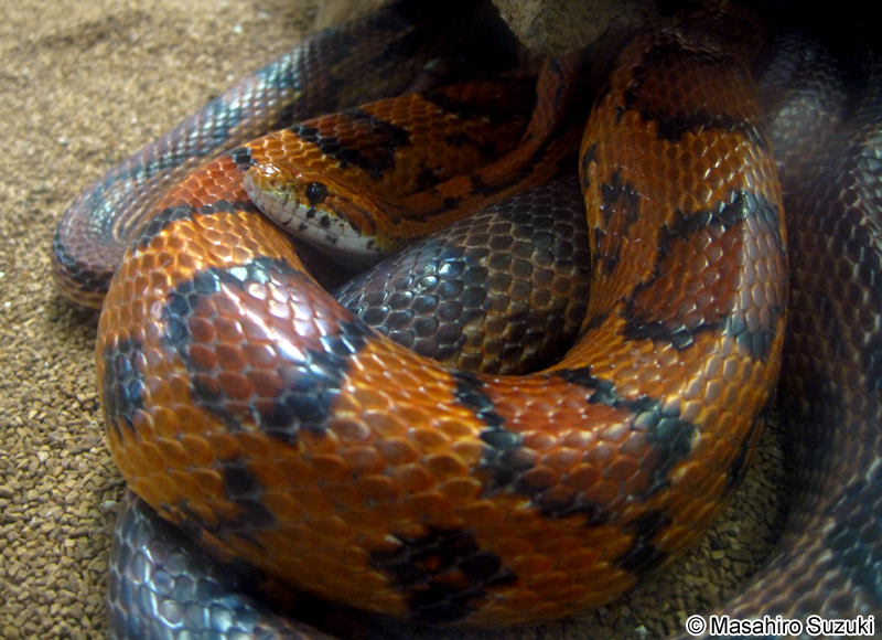 コーンスネーク（アカダイショウ） Pantherophis guttatus
