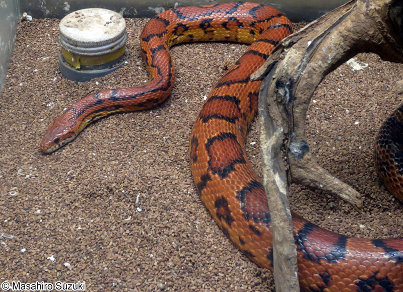 コーンスネーク（アカダイショウ） Pantherophis guttatus