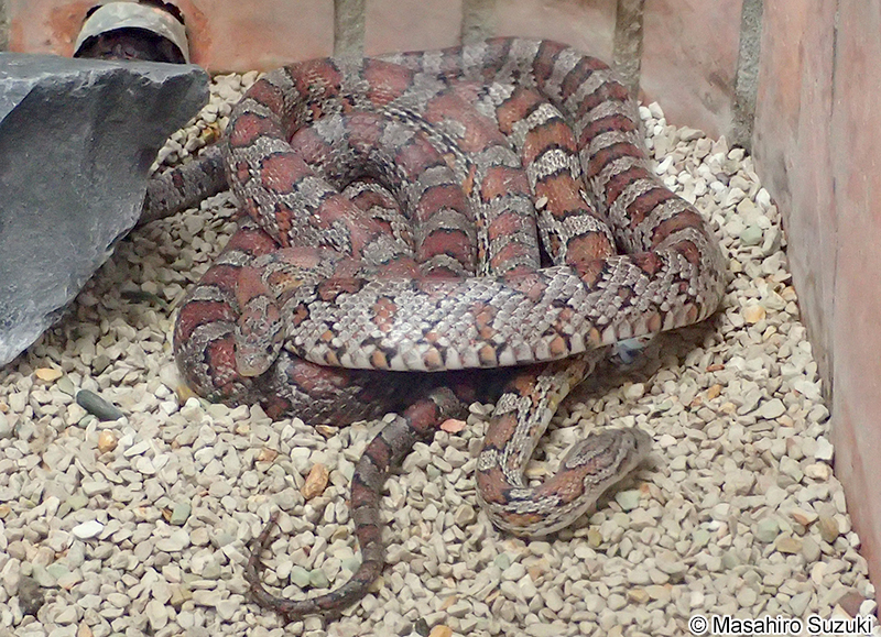 コーンスネーク（アカダイショウ） Pantherophis guttatus