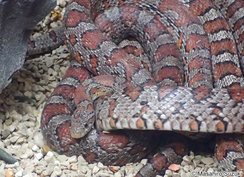 コーンスネーク（アカダイショウ） Pantherophis guttatus