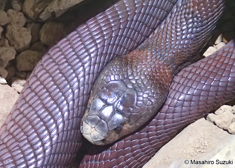 アカドクハキコブラ Naja pallida