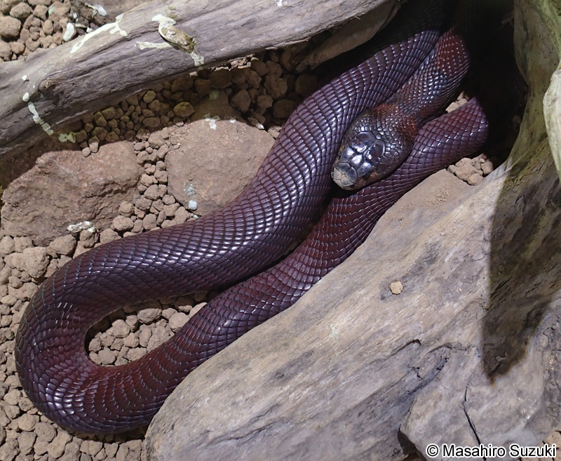 アカドクハキコブラ Naja pallida
