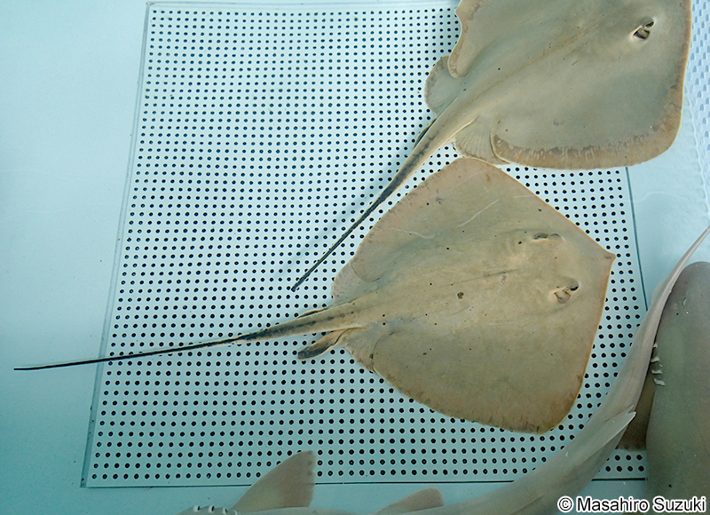 アカエイ Hemitrygon akajei