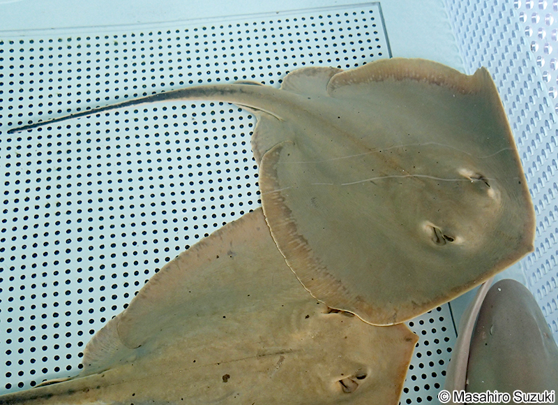 アカエイ Hemitrygon akajei