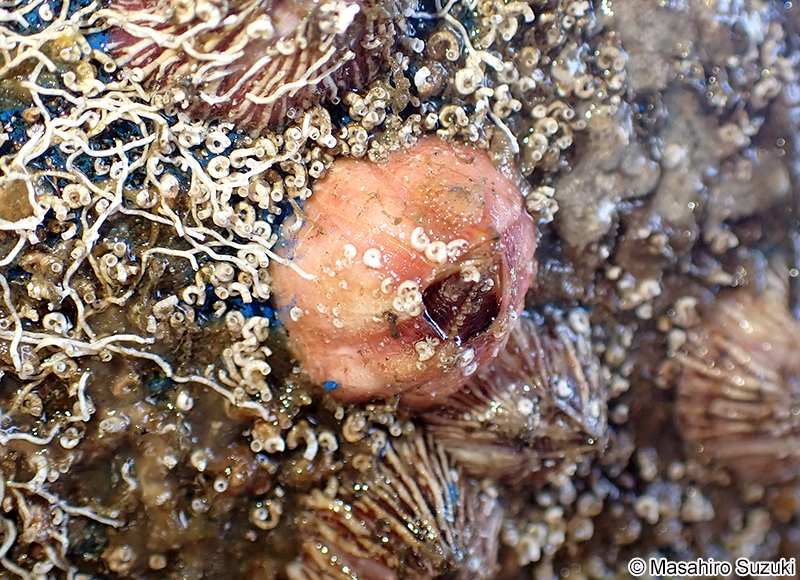 アカフジツボ Megabalanus rosa