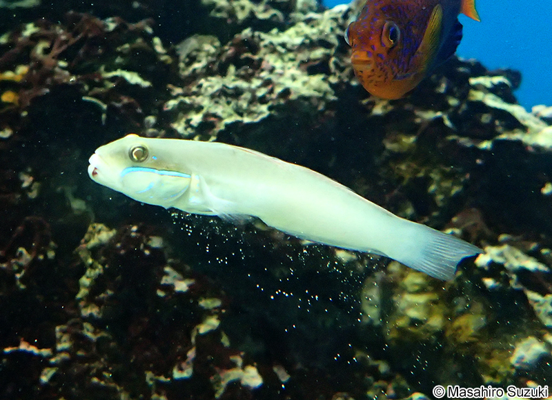 アカハチハゼ Valenciennea strigata