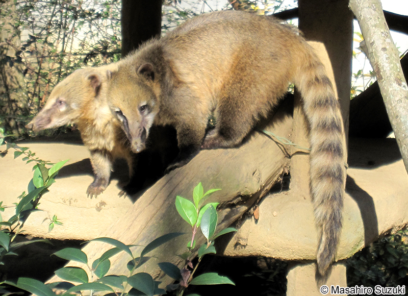 アカハナグマ Nasua nasua