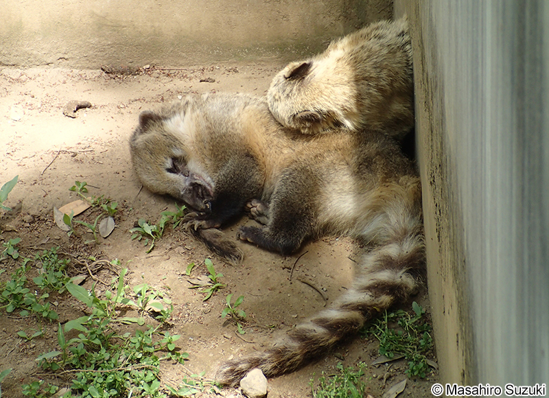 アカハナグマ Nasua nasua