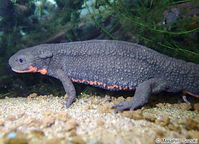 アカハライモリ Cynops pyrrhogaster