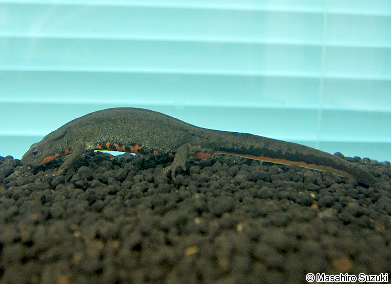 アカハライモリ Cynops pyrrhogaster