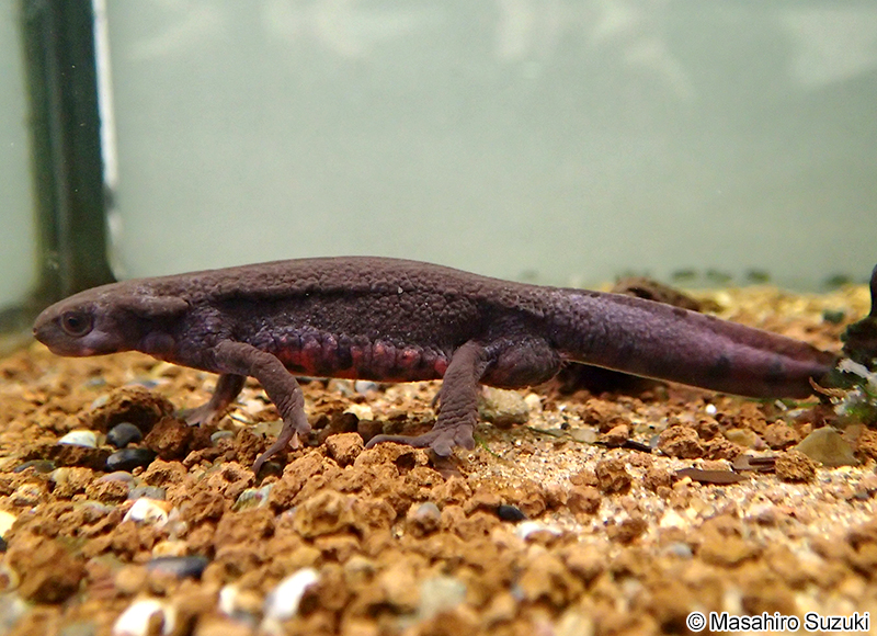 アカハライモリ Cynops pyrrhogaster