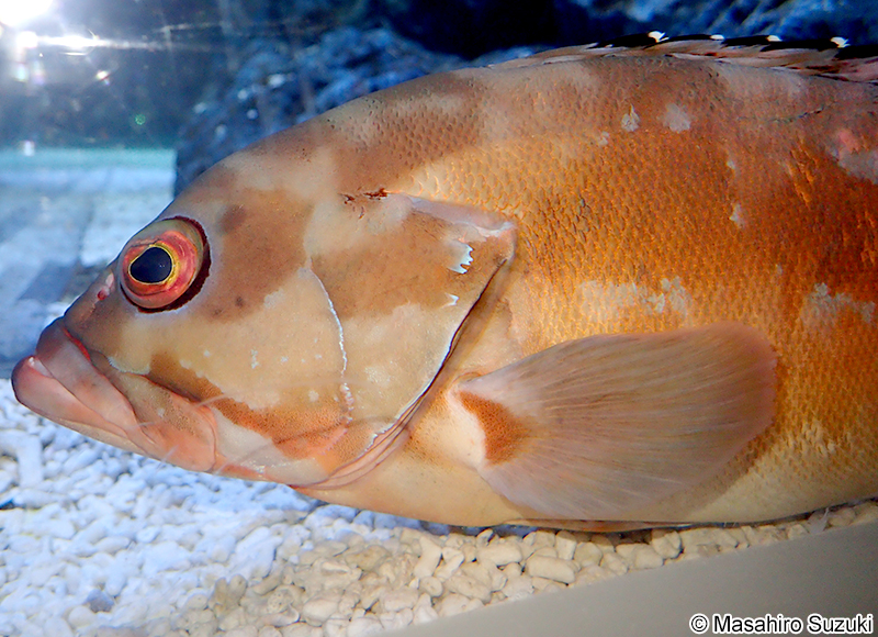 アカハタ Epinephelus fasciatus