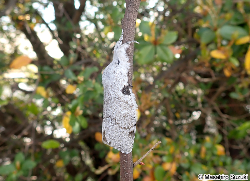 リンゴドクガ Calliteara pseudabietis
