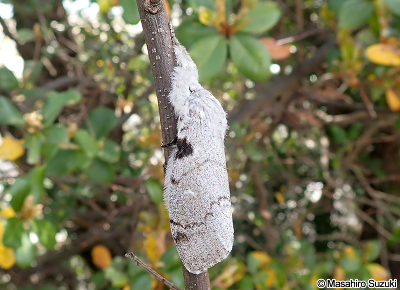 リンゴドクガ Calliteara pseudabietis