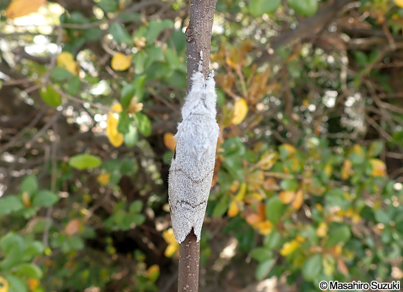 リンゴドクガ Calliteara pseudabietis