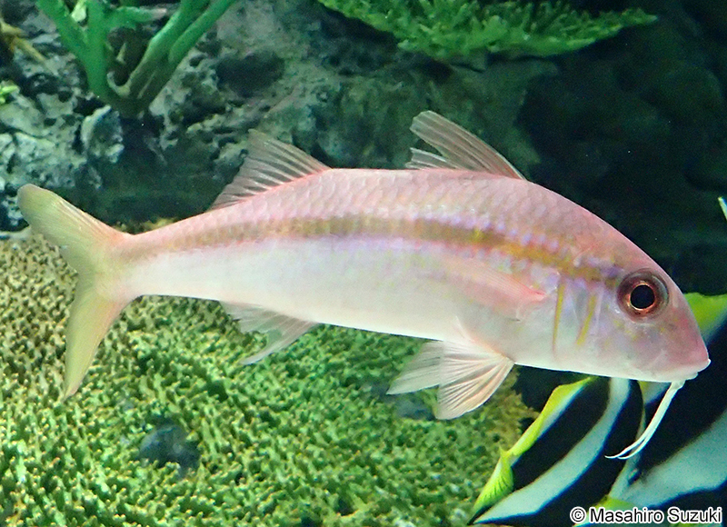 アカヒメジ Mulloidichthys vanicolensis