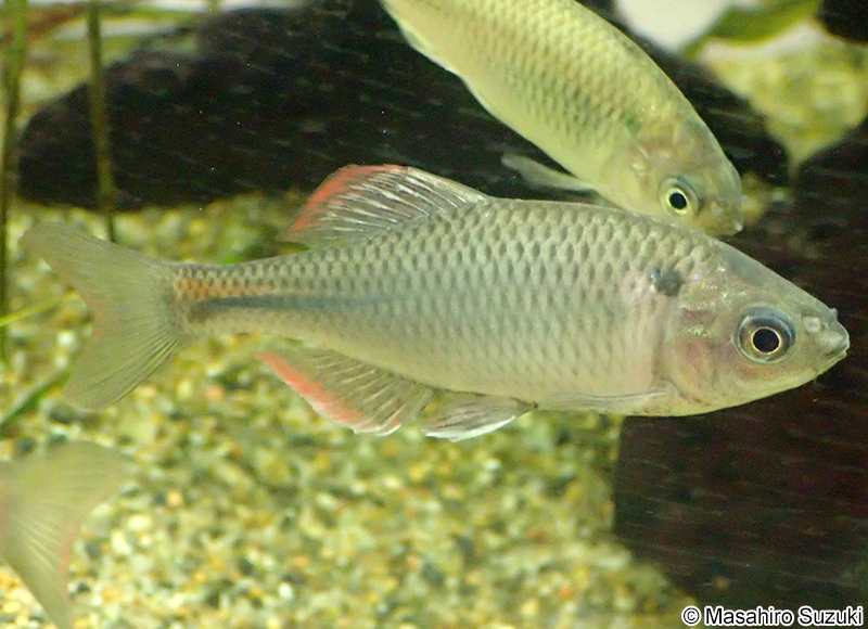 アカヒレタビラ Acheilognathus tabira erythropterus