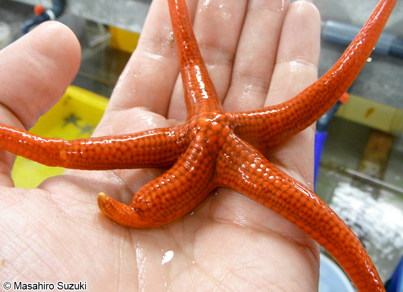 アカヒトデ Certonardoa semiregularis