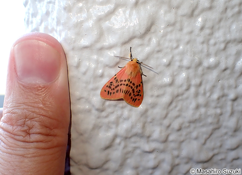 アカヒトリ Lemyra flammeola