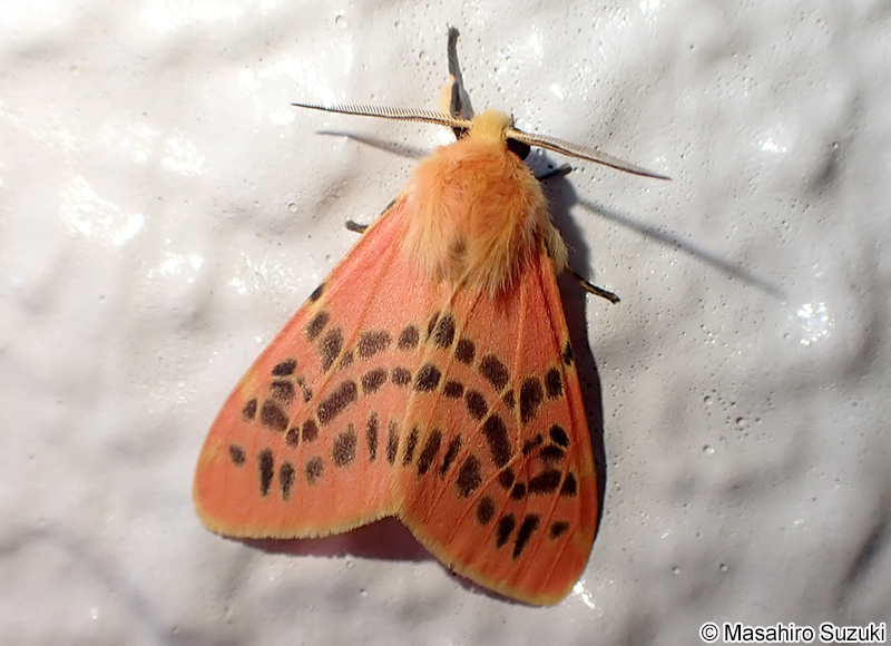 アカヒトリ Lemyra flammeola