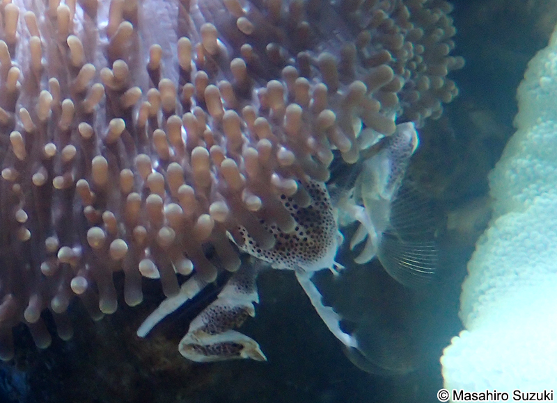 アカホシカニダマシ Neopetrolisthes maculatus