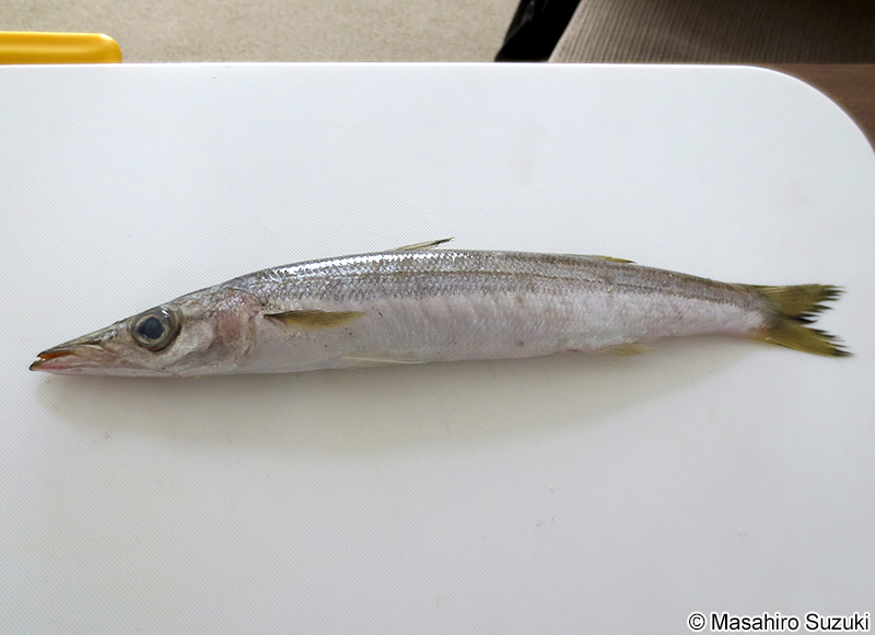 アカカマス Sphyraena pinguis