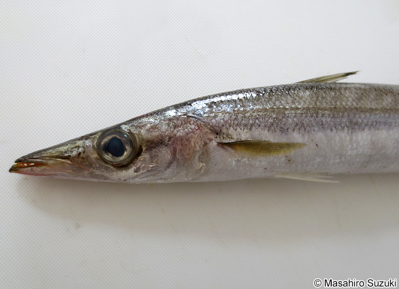 アカカマス Sphyraena pinguis