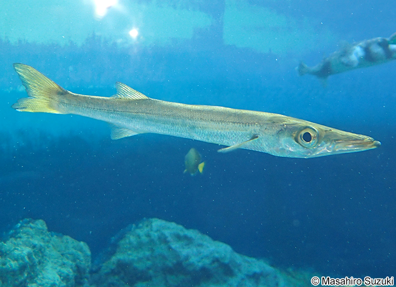 アカカマス Sphyraena pinguis