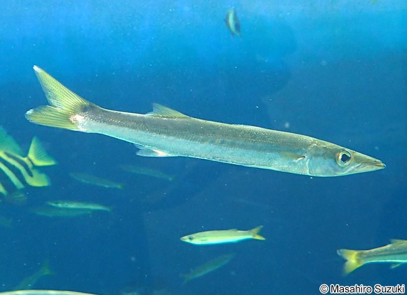 アカカマス Sphyraena pinguis