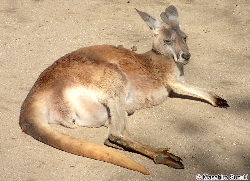 アカカンガルー Macropus rufus