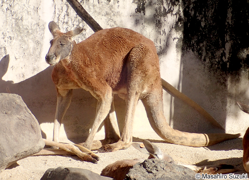 アカカンガルー Macropus rufus