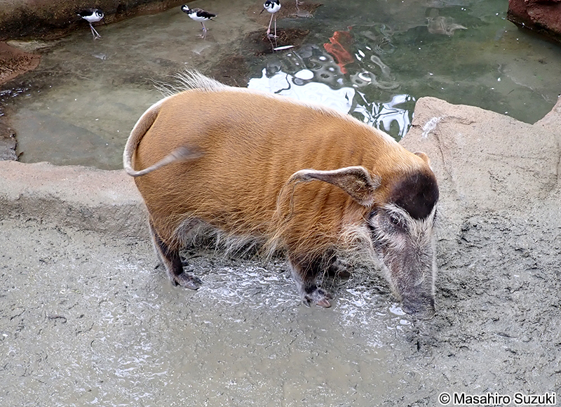 アカカワイノシシ Potamochoerus porcus