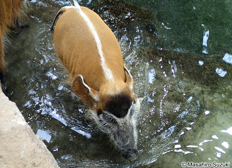 アカカワイノシシ Potamochoerus porcus