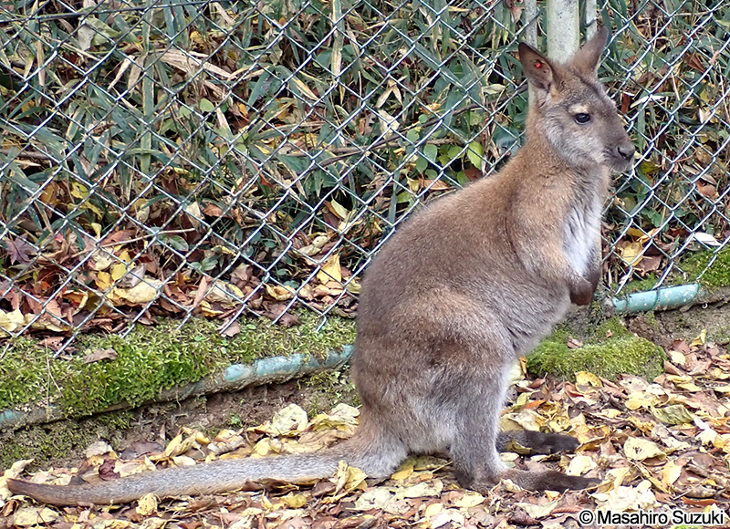 ベネットワラビー Macropus rufogriseus rufogriseus
