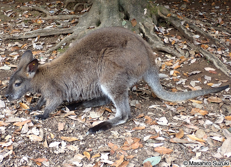 ベネットワラビー Macropus rufogriseus rufogriseus