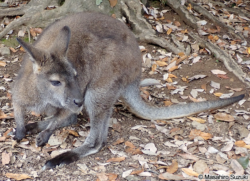 ベネットワラビー Macropus rufogriseus rufogriseus