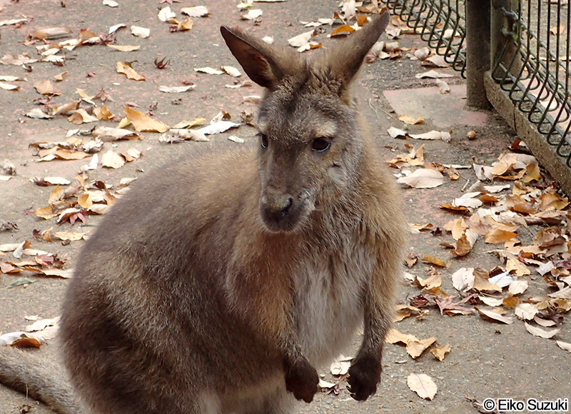 ベネットワラビー Macropus rufogriseus rufogriseus