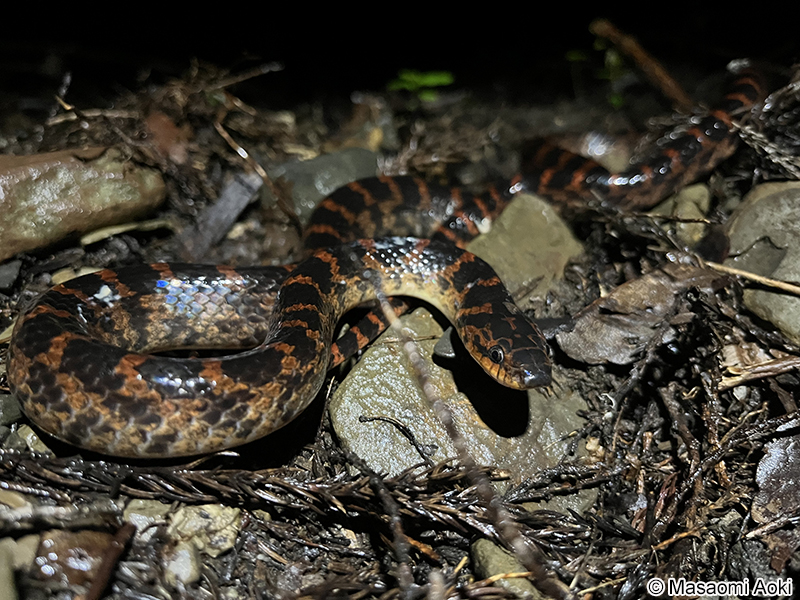 アカマダラ Lycodon rufozonatus rufozonatus
