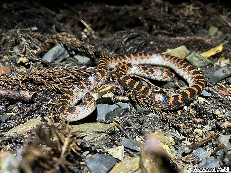 アカマダラ Lycodon rufozonatus rufozonatus