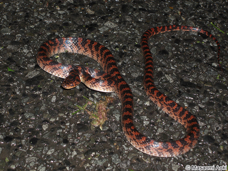 アカマダラ Lycodon rufozonatus rufozonatus