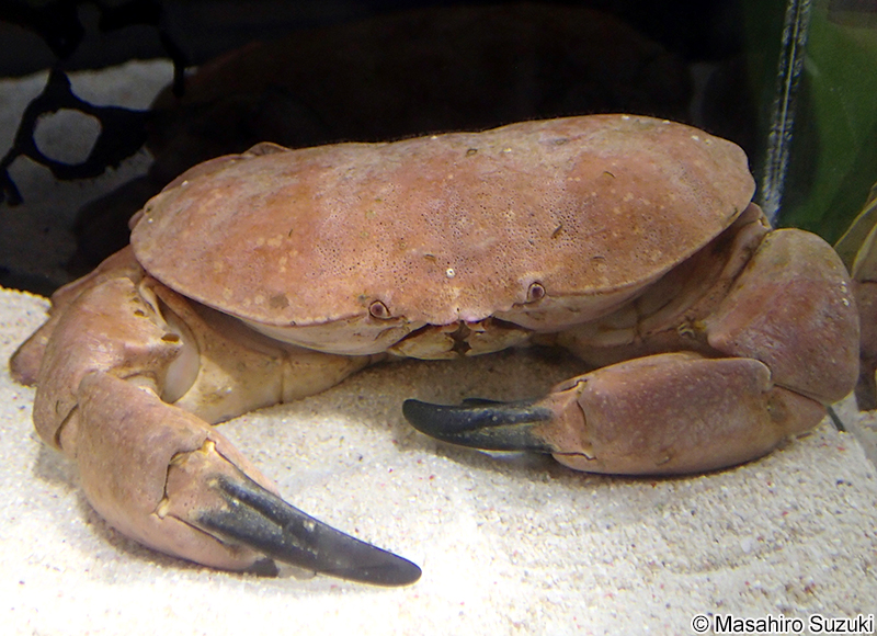 アカマンジュウガニ Atergatis subdentatus